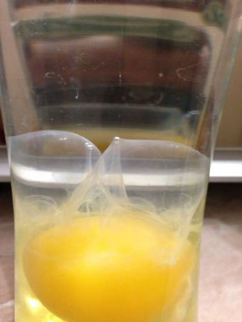 Разбитое яйцо в стакане с водой