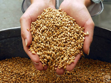 Зерна пшеницы в руках