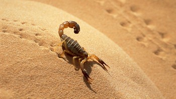 Скорпион на песке