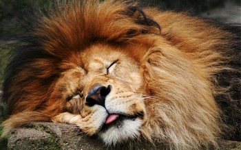 Спящий лев высунул язык