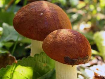 Два одинаковых гриба