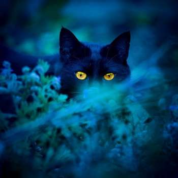 Черный кот в траве