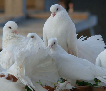 Четыре белых голубя