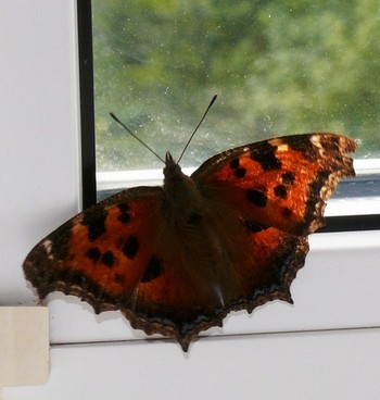 Бабочка на окне