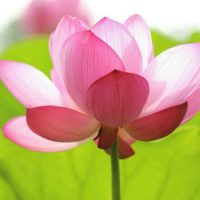 Техника медитации «Цветок Лотоса»